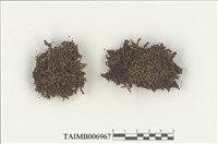 藏品(簑苔屬)的圖片